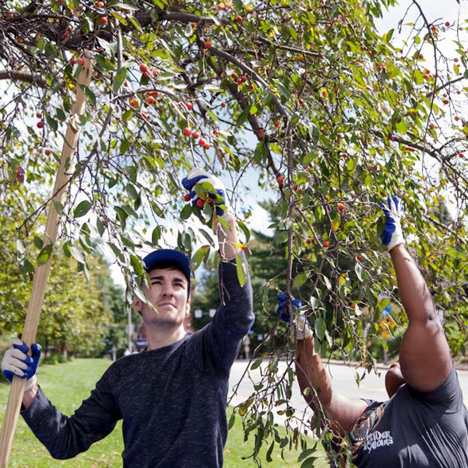 A man and woman harvesting fruit from a tree